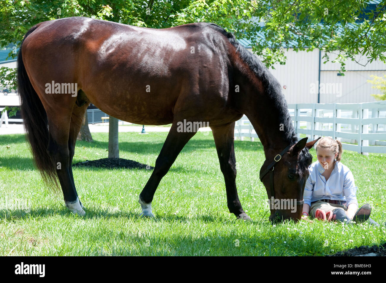 Pferde grasen im Kentucky Horse Park Stockfoto