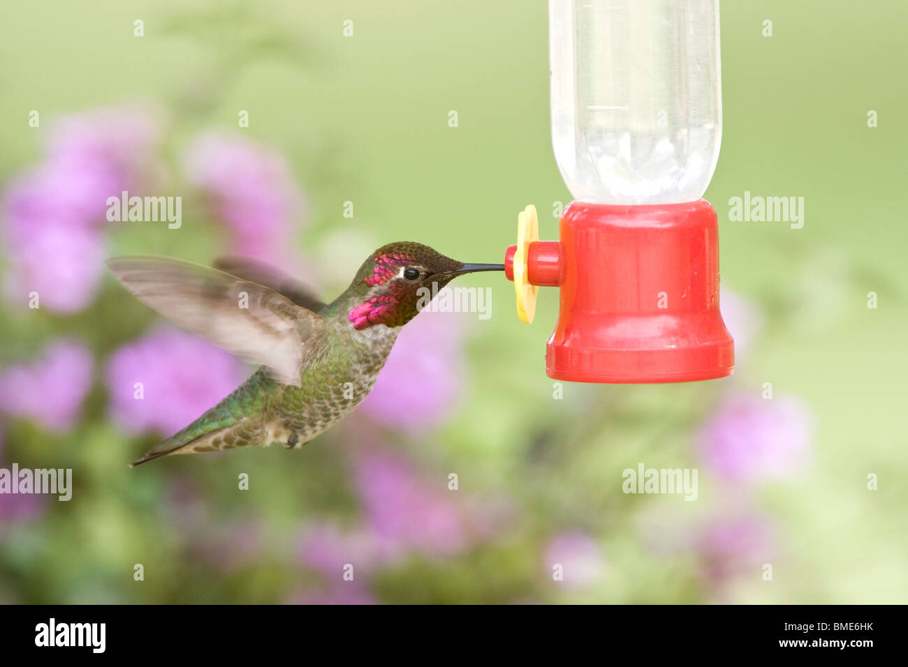Annas Kolibri am Feeder Stockfoto