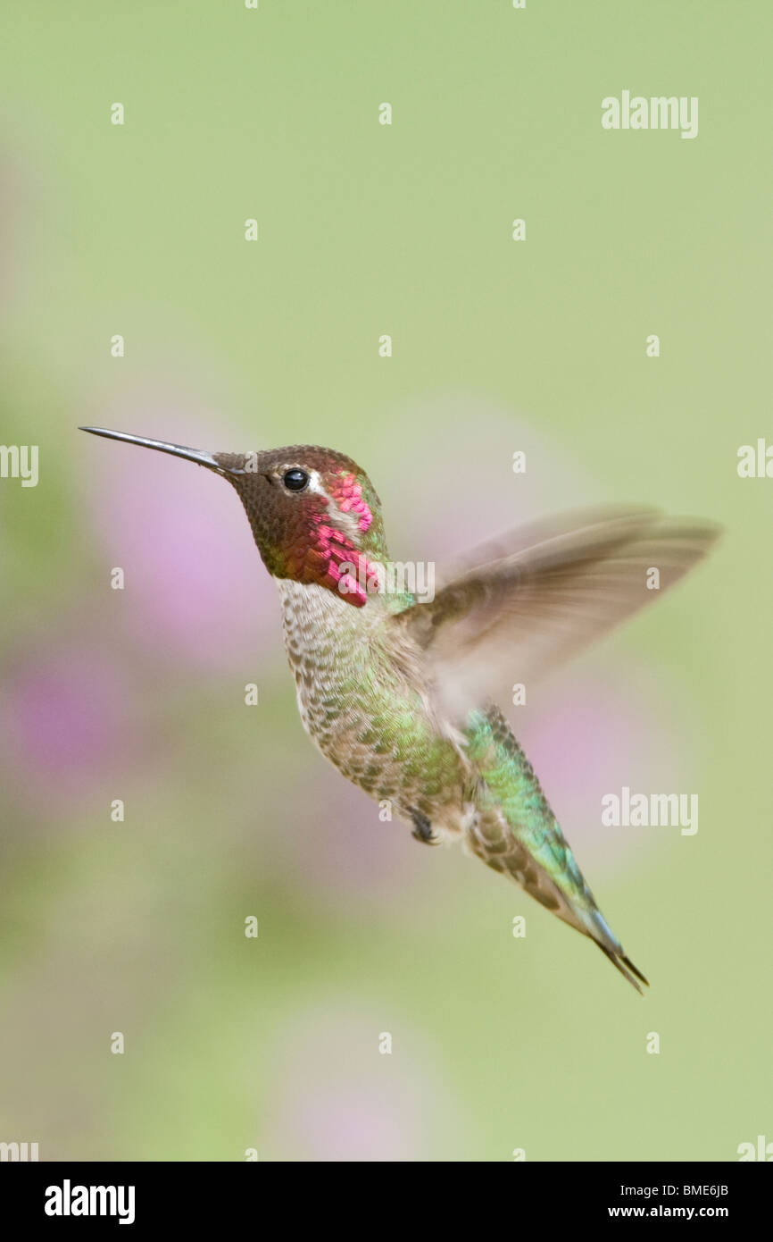 Annas Kolibri - vertikal Stockfoto