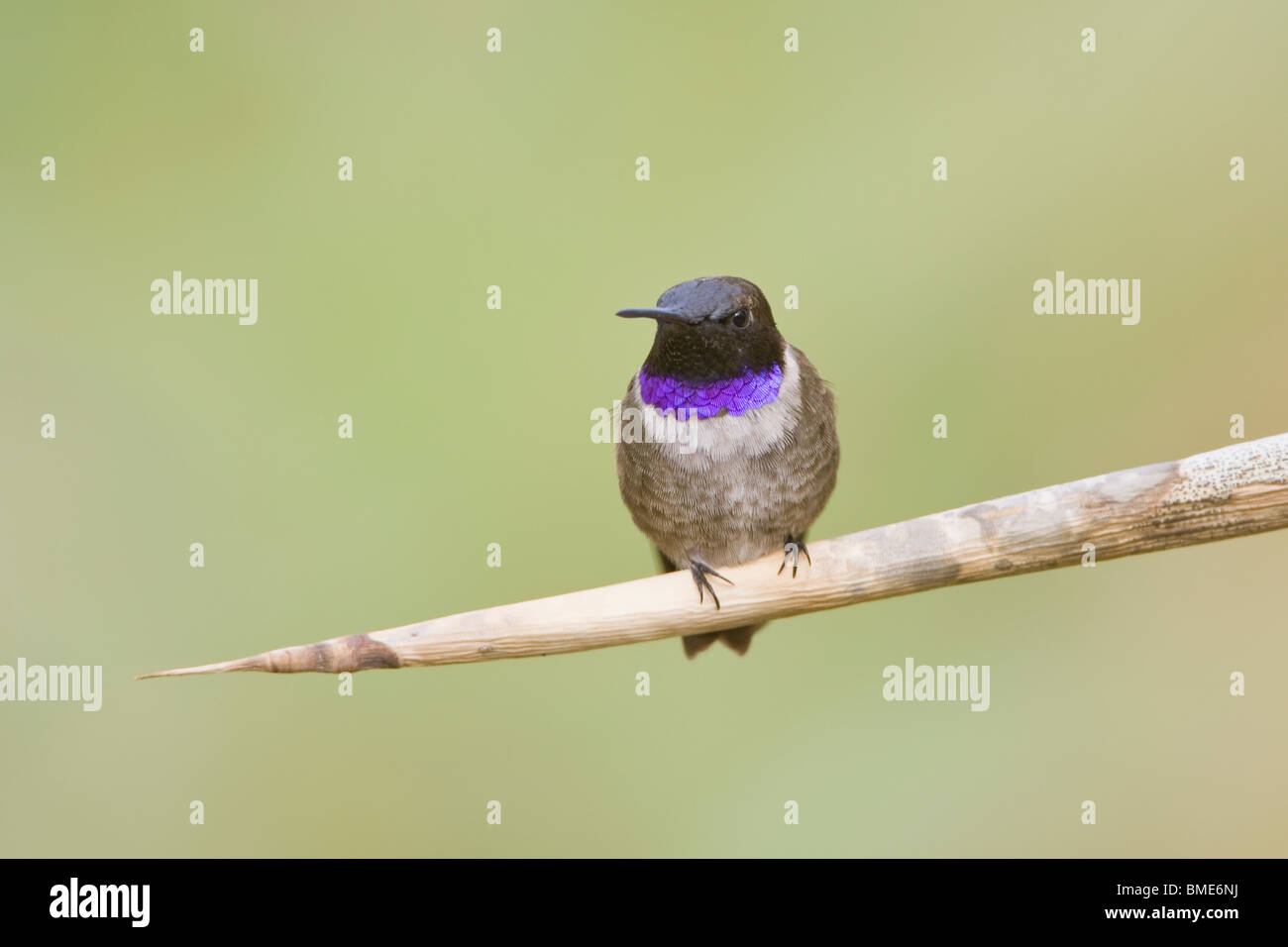 Schwarzer-chinned Kolibri Stockfoto