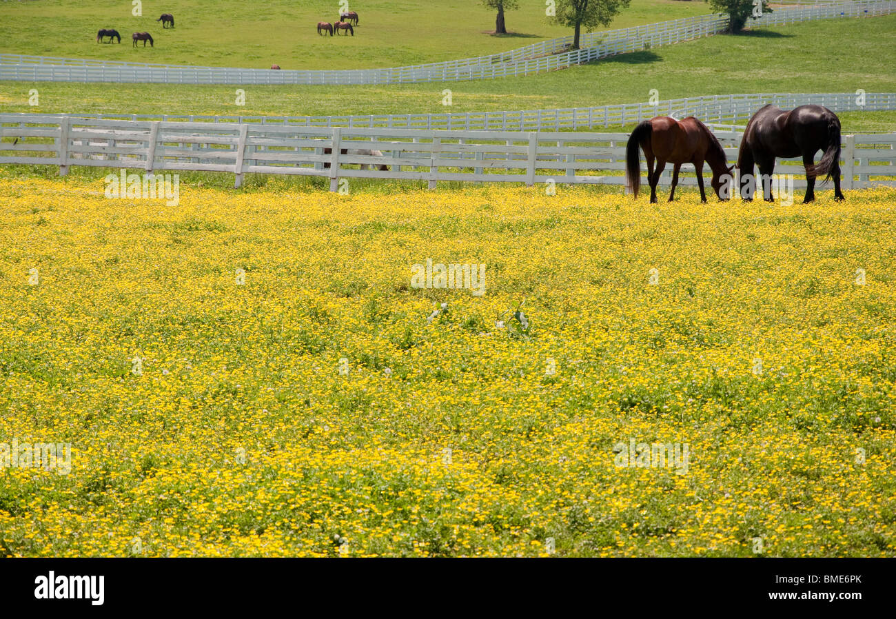 Zwei Pferde auf der Weide Stockfoto