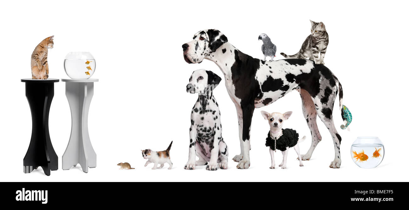 Gruppenbild der Tiere vor weißem Hintergrund Stockfoto