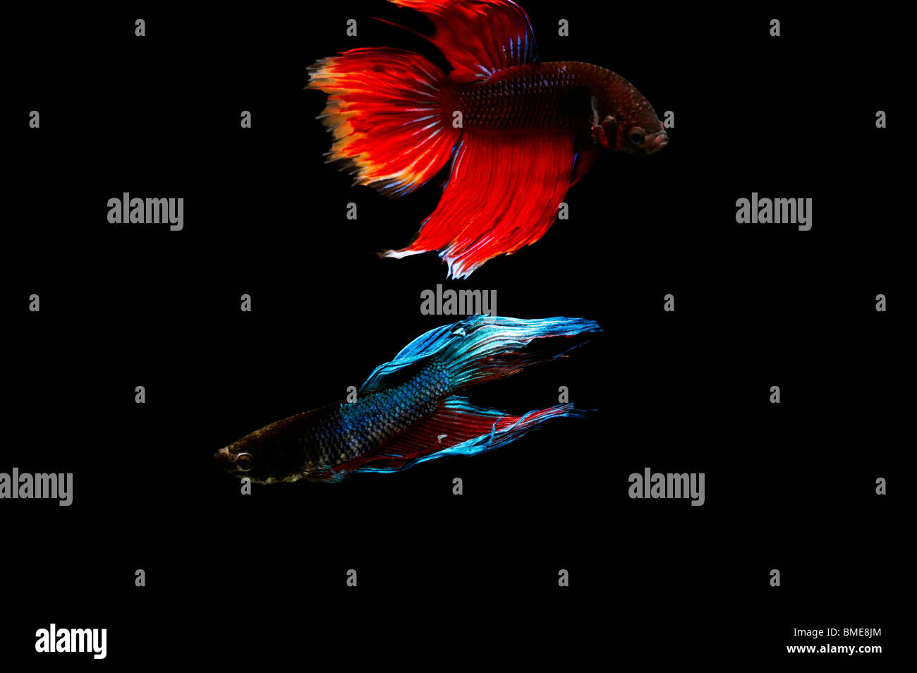 Bunte Fische in Luft Stockfoto