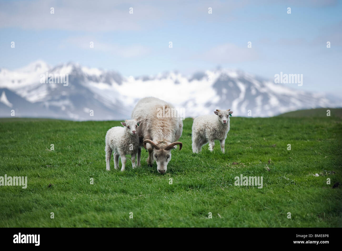 Schafe auf dem Rasen sitzen Stockfoto