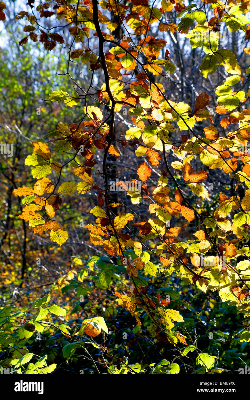 Herbst (Herbst) Farben in Strid Wood, Bolton Abbey, North Yorkshire, England, Stockfoto