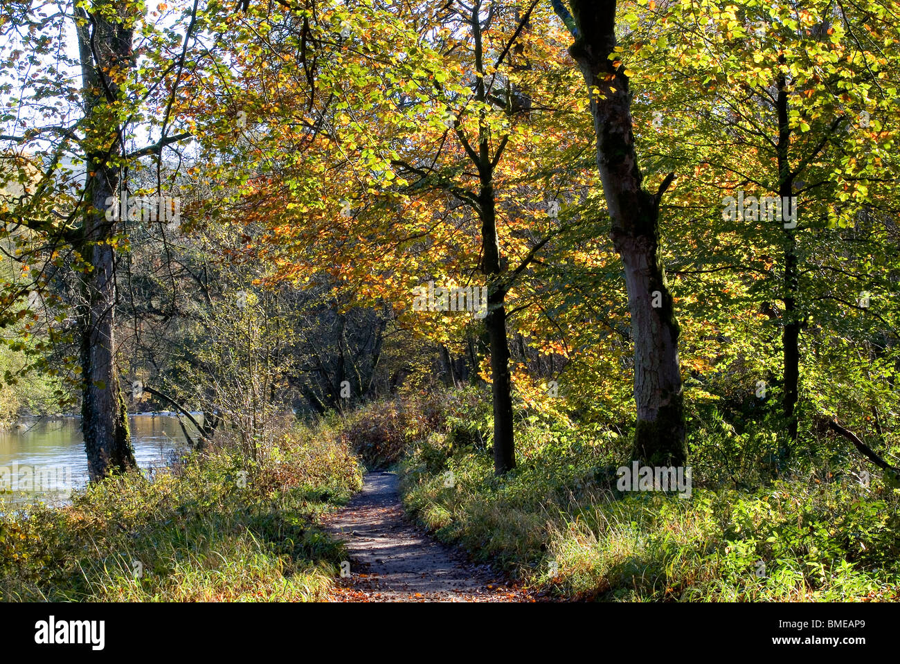 Herbst (Herbst) Farben in Strid Wood, Bolton Abbey, North Yorkshire, England, Stockfoto