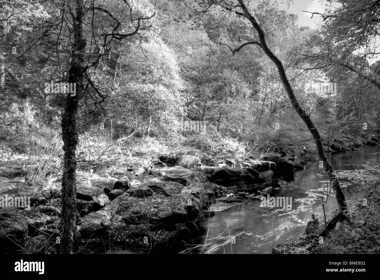 Herbst (Herbst) in Strid Wood, Bolton Abbey, North Yorkshire, England, Stockfoto