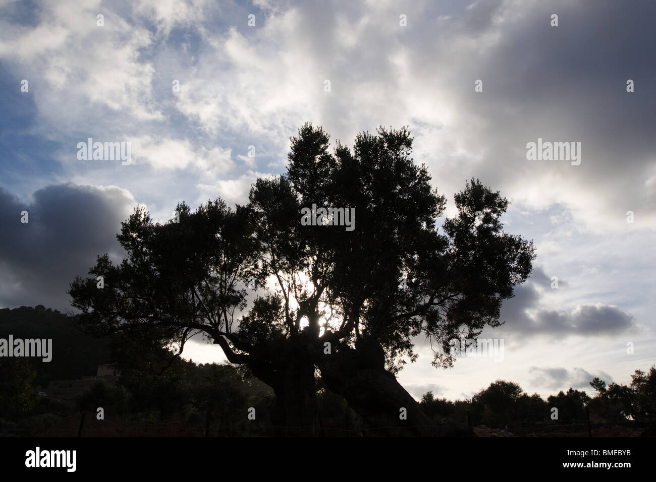 Baum-Silhouette am Himmel. Mallorca, Balearen, Spanien Stockfoto
