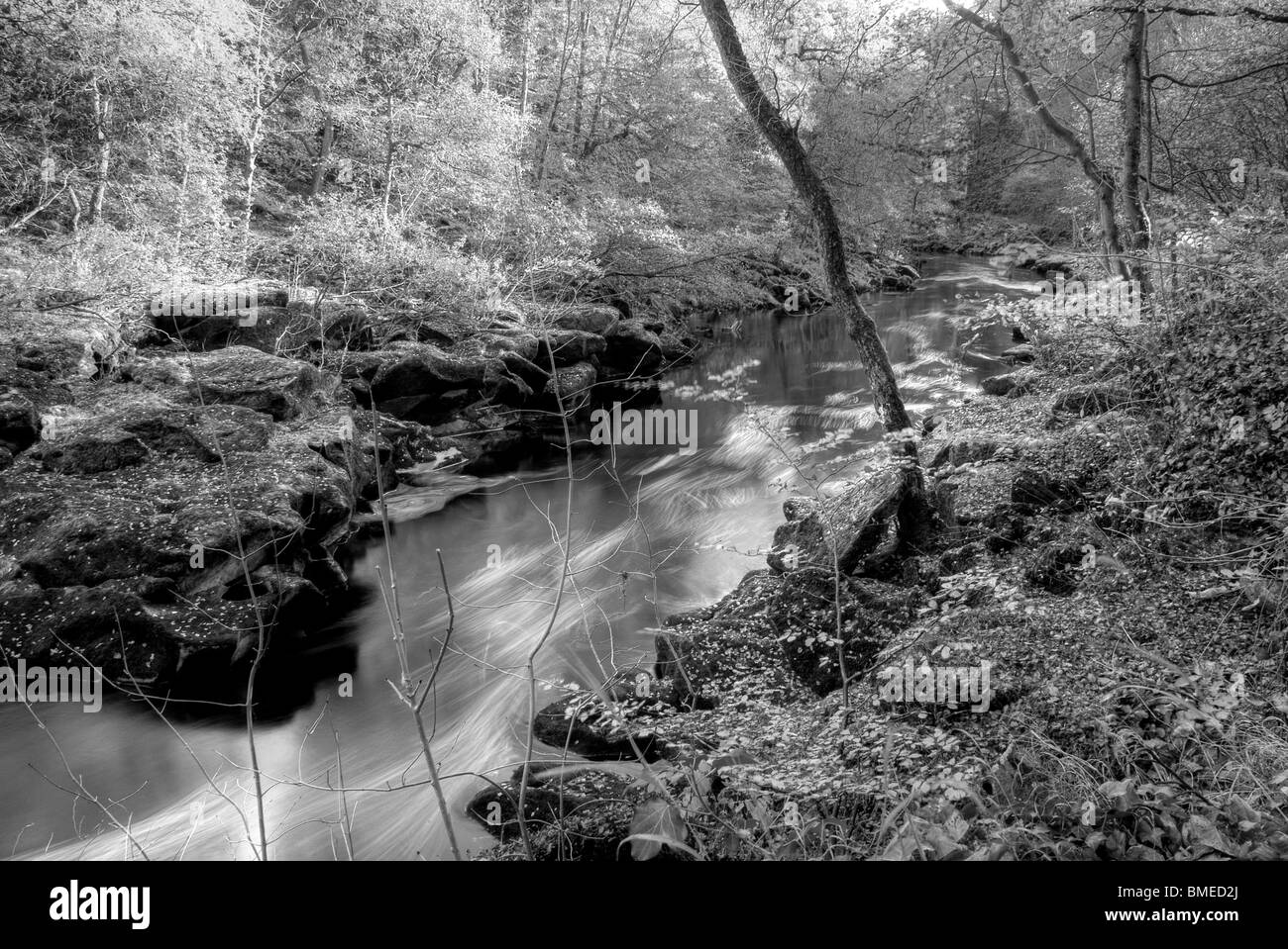 Herbst (Herbst) in Strid Wood, Bolton Abbey, North Yorkshire, England, Stockfoto