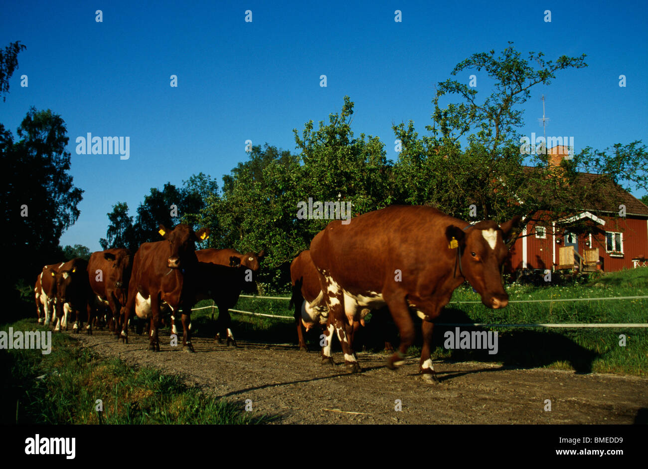 Rinder in Bewegung Stockfoto