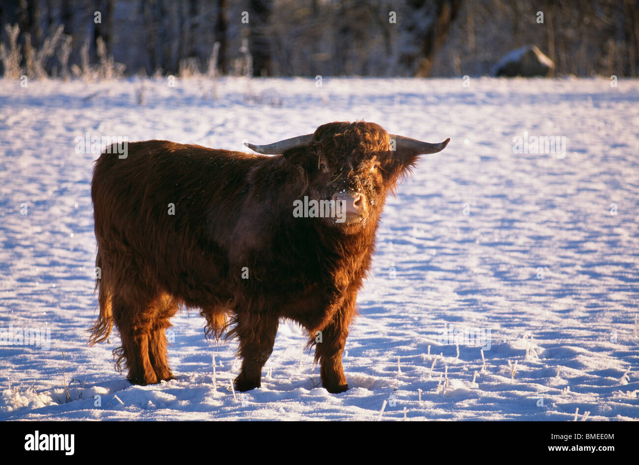 Yak steht auf Schnee bedeckt Landschaft Stockfoto