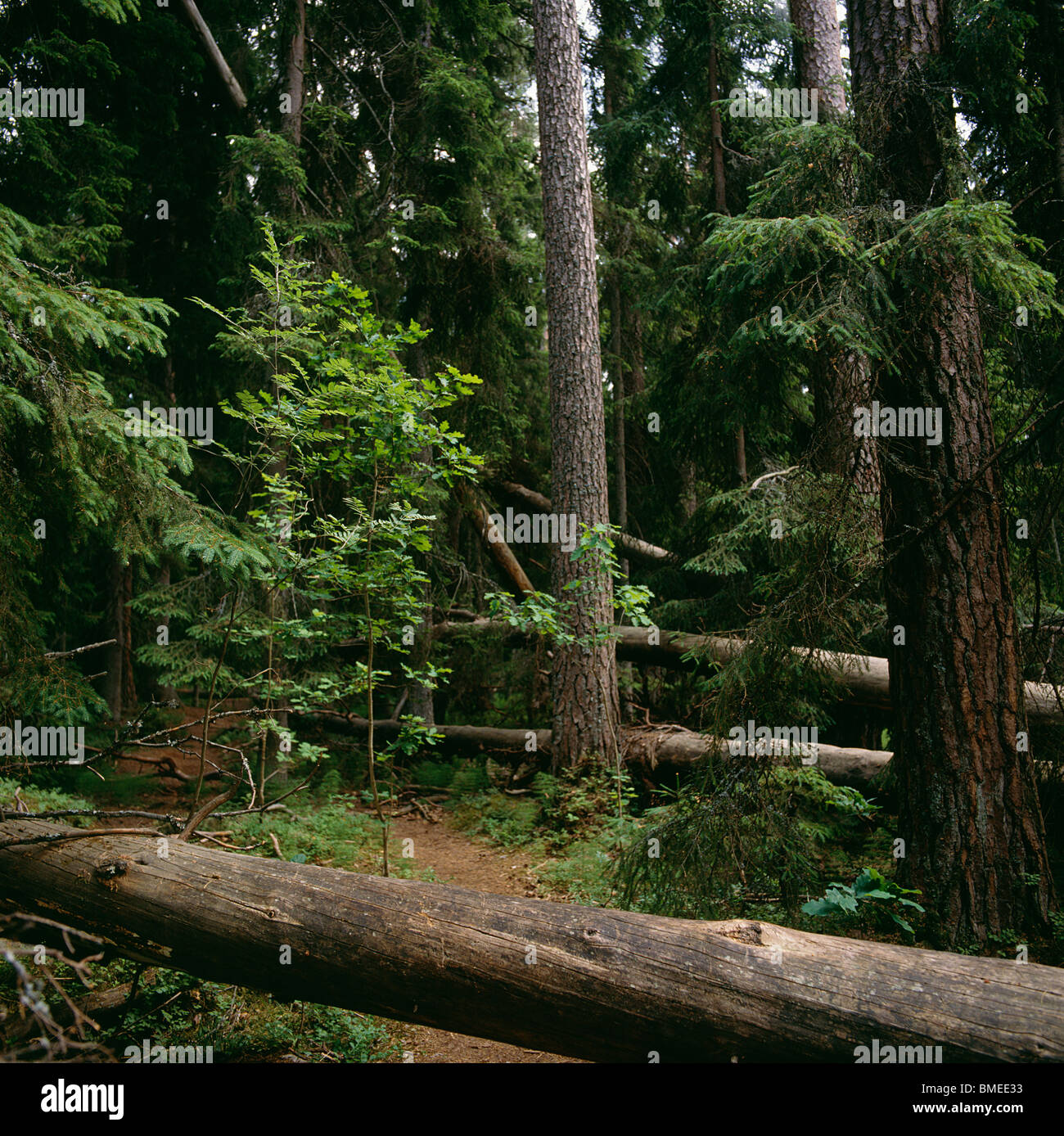 Umgestürzten Baum im Wald Stockfoto