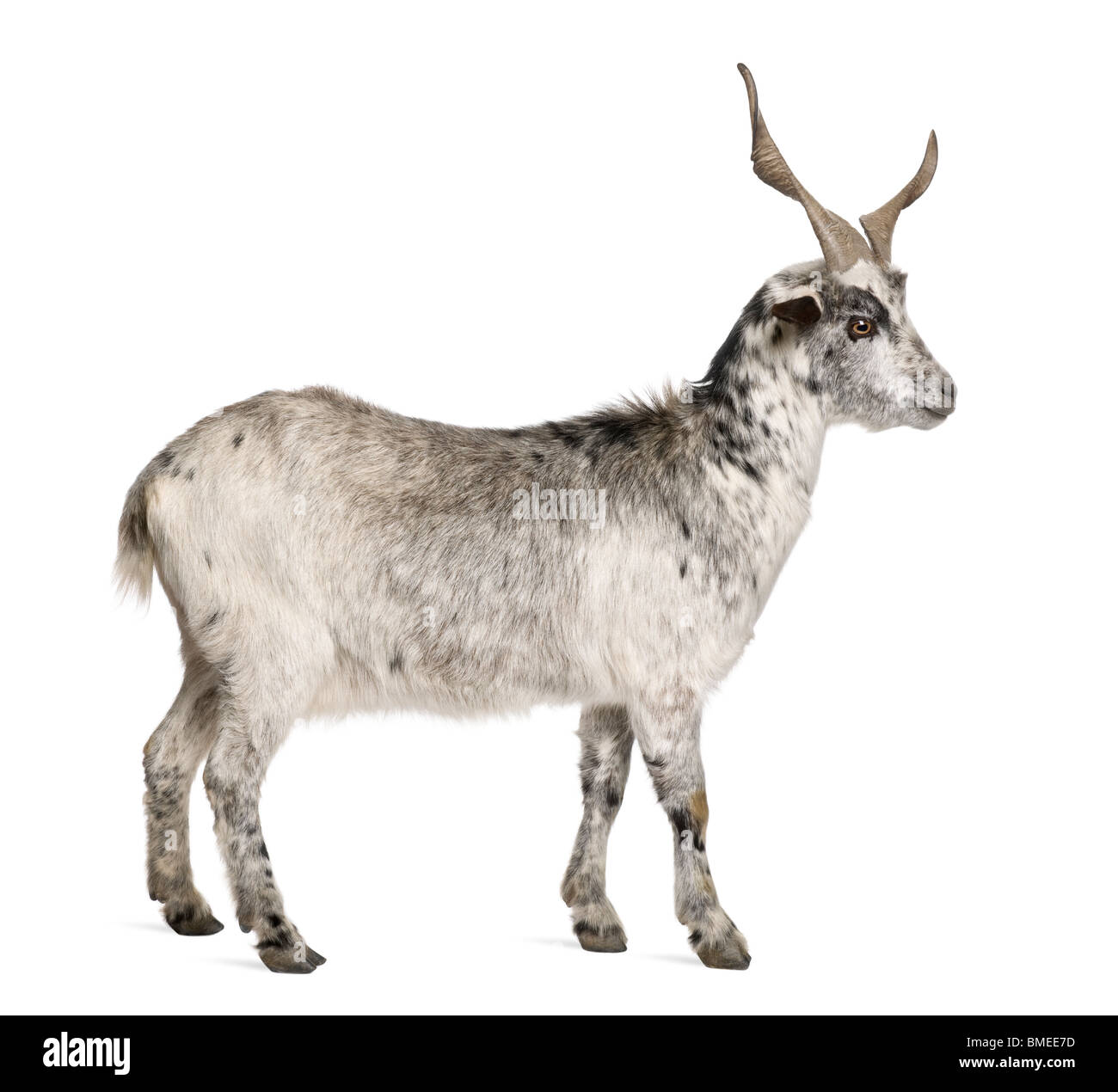 Rove Ziege, 5 Jahre alt, steht man vor weißem Hintergrund Stockfoto