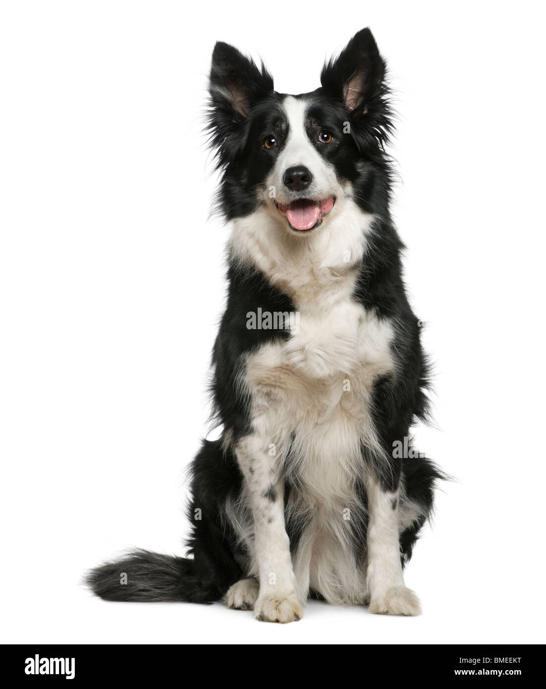 Border-Collie, 10 Jahre alt, sitzt vor weißem Hintergrund Stockfoto