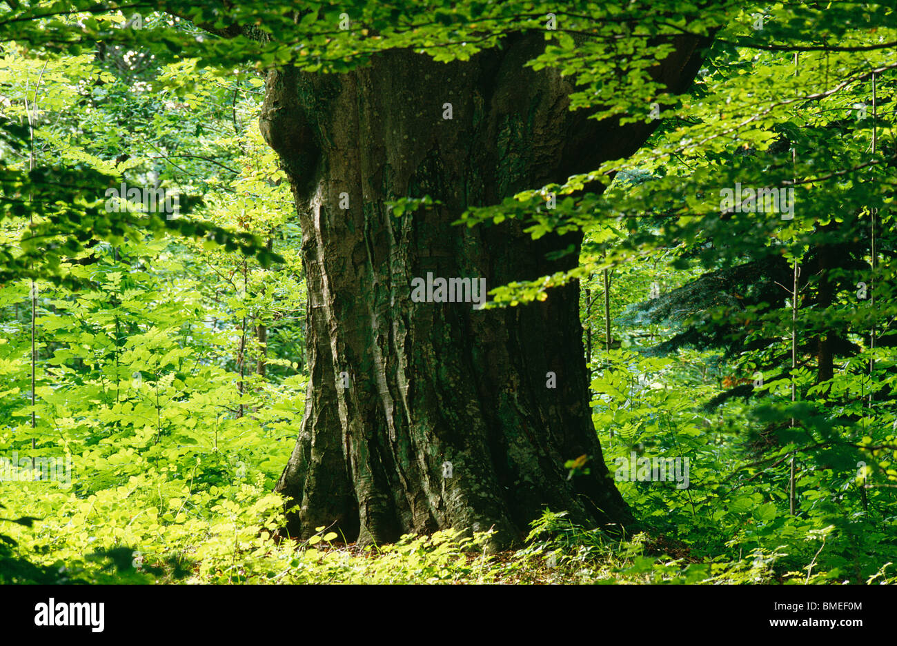 Umgeben von üppigen großen Baumstamm Stockfoto