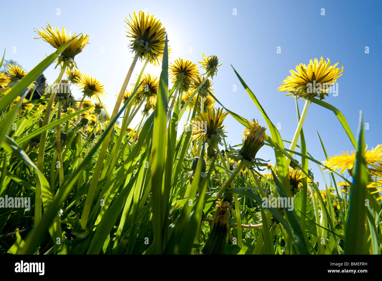 Skandinavien, Schweden, Halland, Löwenzahn gegen Himmel, niedrigen Winkel Ansicht Stockfoto