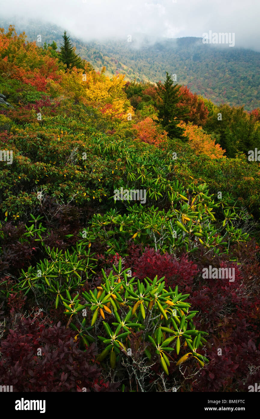 Nordamerika, USA, North Carolina, Ansicht von Rhododendron im Herbst Stockfoto