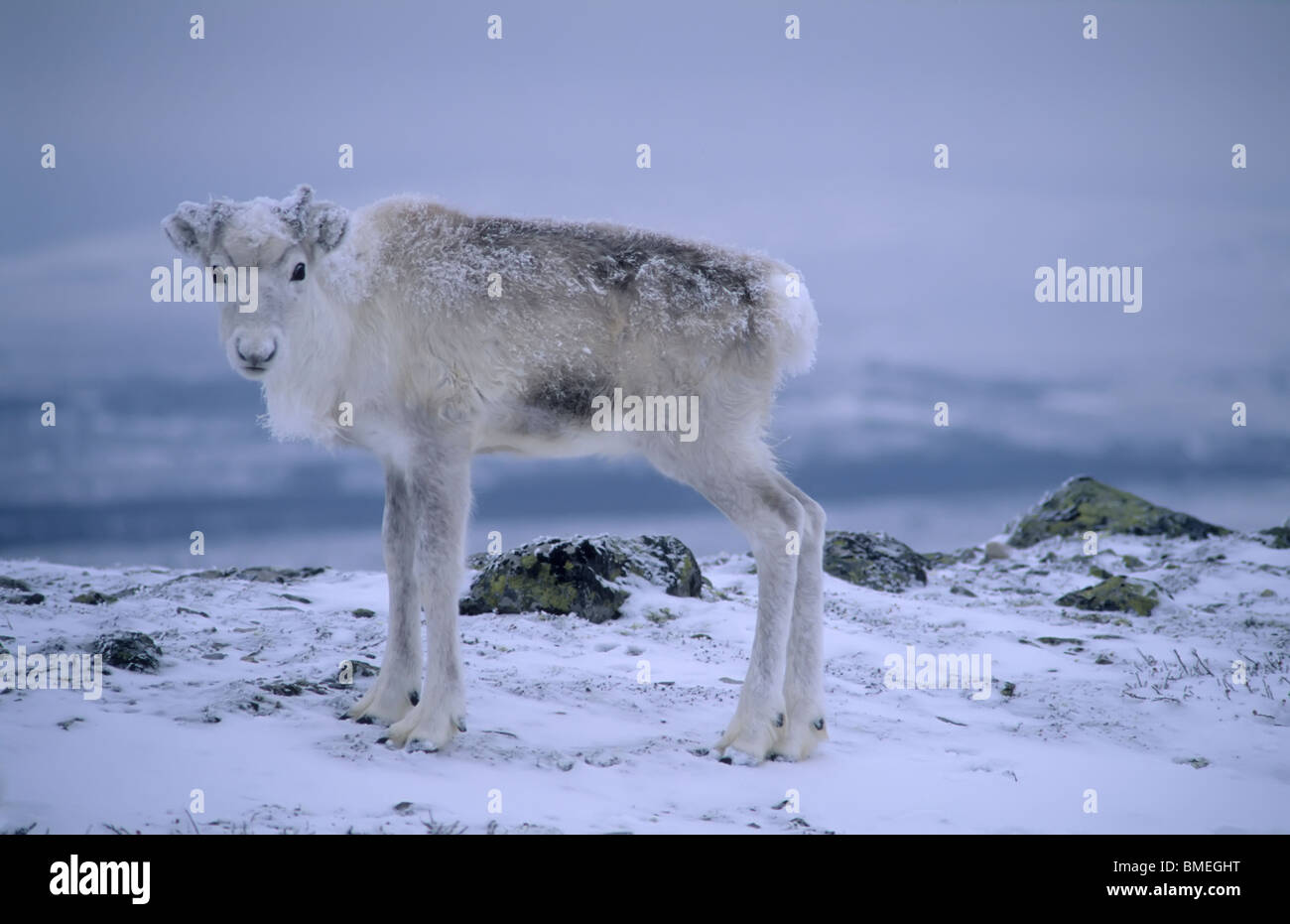 Skandinavien, Schweden, Dalarna, Tier im Schnee Stockfoto