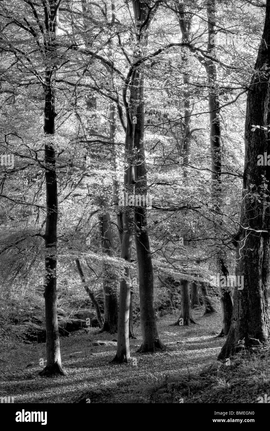 Herbst (Herbst) in Strid Wood, Bolton Abbey, North Yorkshire, England, Stockfoto