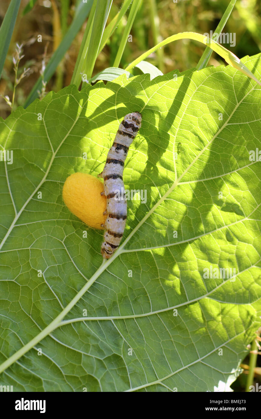 Seidenraupe und gelbe Cocoon beringt Seidenraupe Essen Maulbeere grünes Blatt Stockfoto