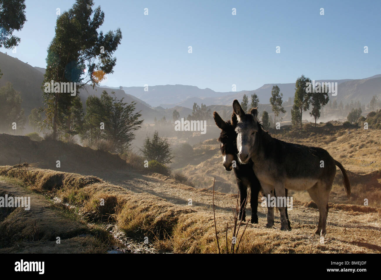 Esel in der Nähe von Colca Canyon, Peru Stockfoto