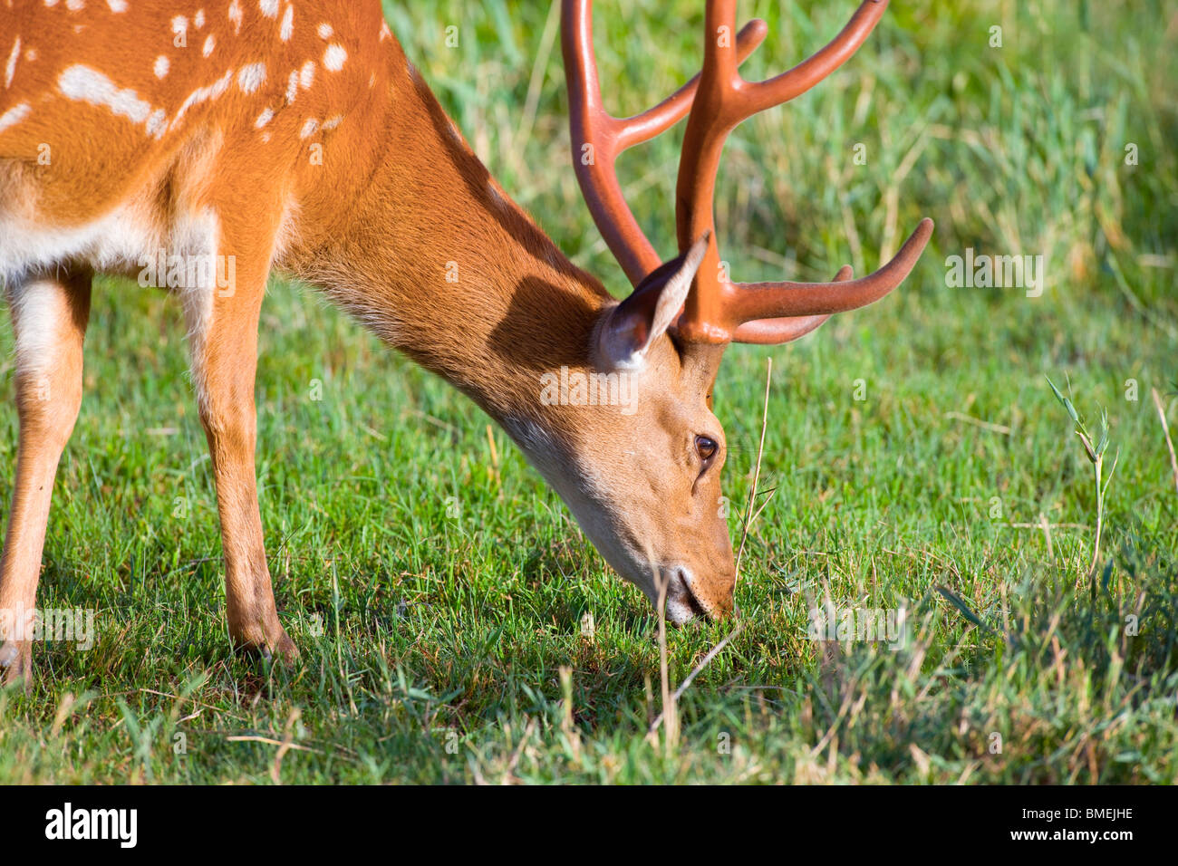 Nahaufnahme eines Axishirsche, Bejing Wildlife Park, Peking, China Stockfoto