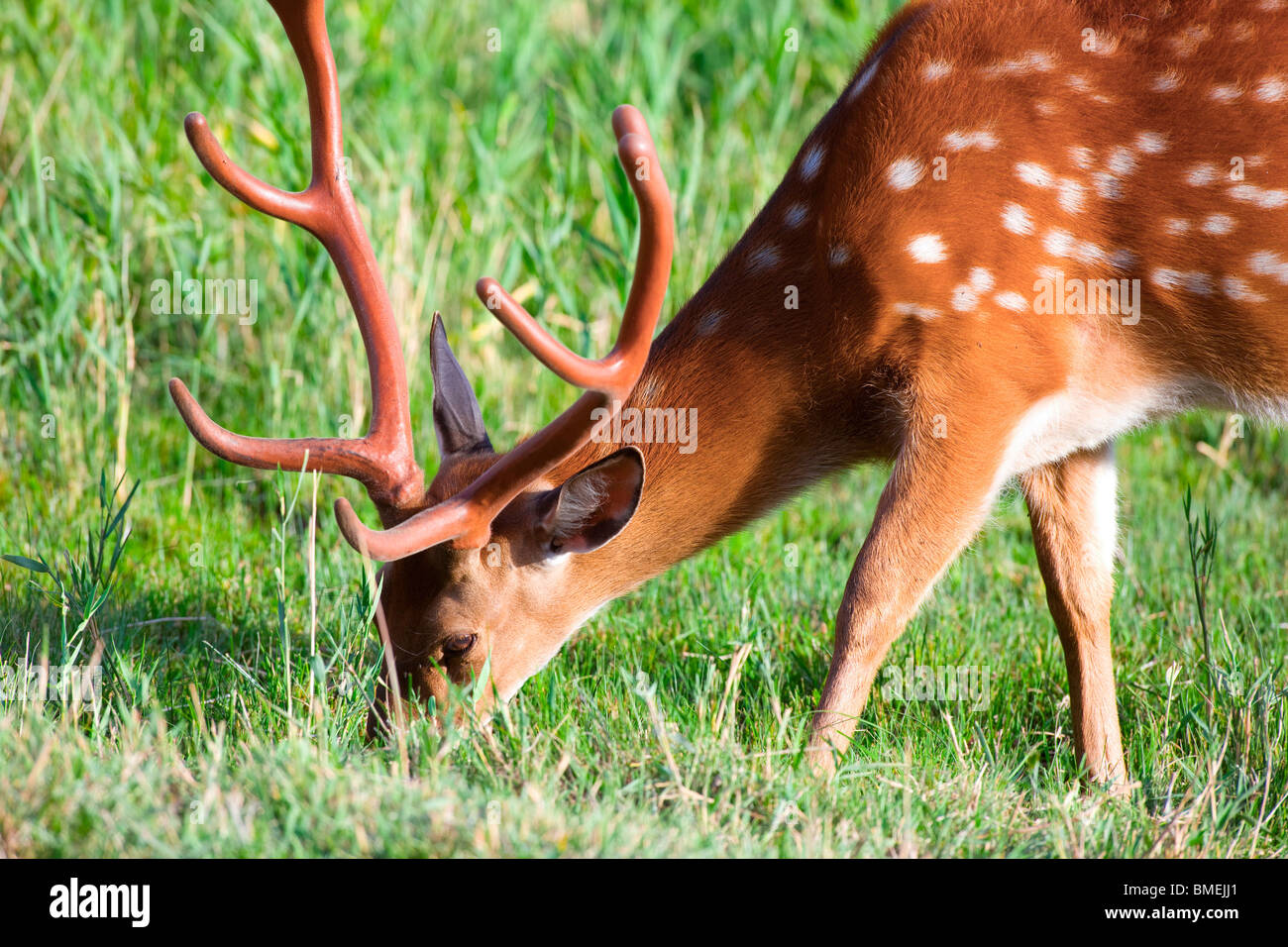Nahaufnahme eines Axishirsche, Bejing Wildlife Park, Peking, China Stockfoto