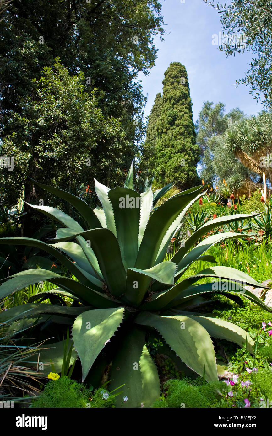 Botanischer garten hanbury Fotos und Bildmaterial in hoher Auflösung