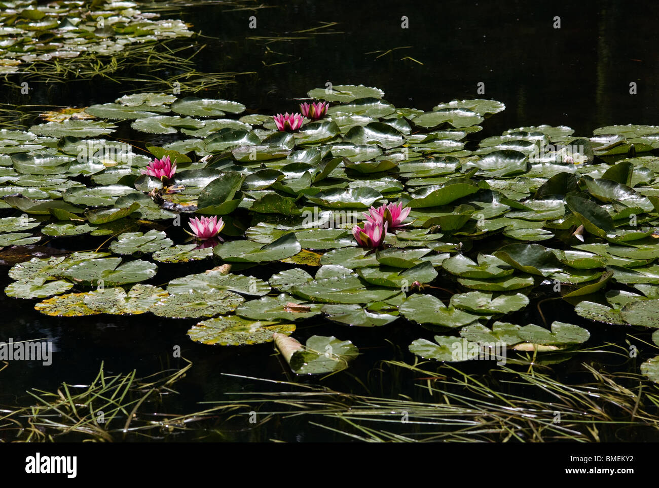 GÄRTEN VON CLAUDE MONET IN GIVERNY, FRANKREICH Stockfoto