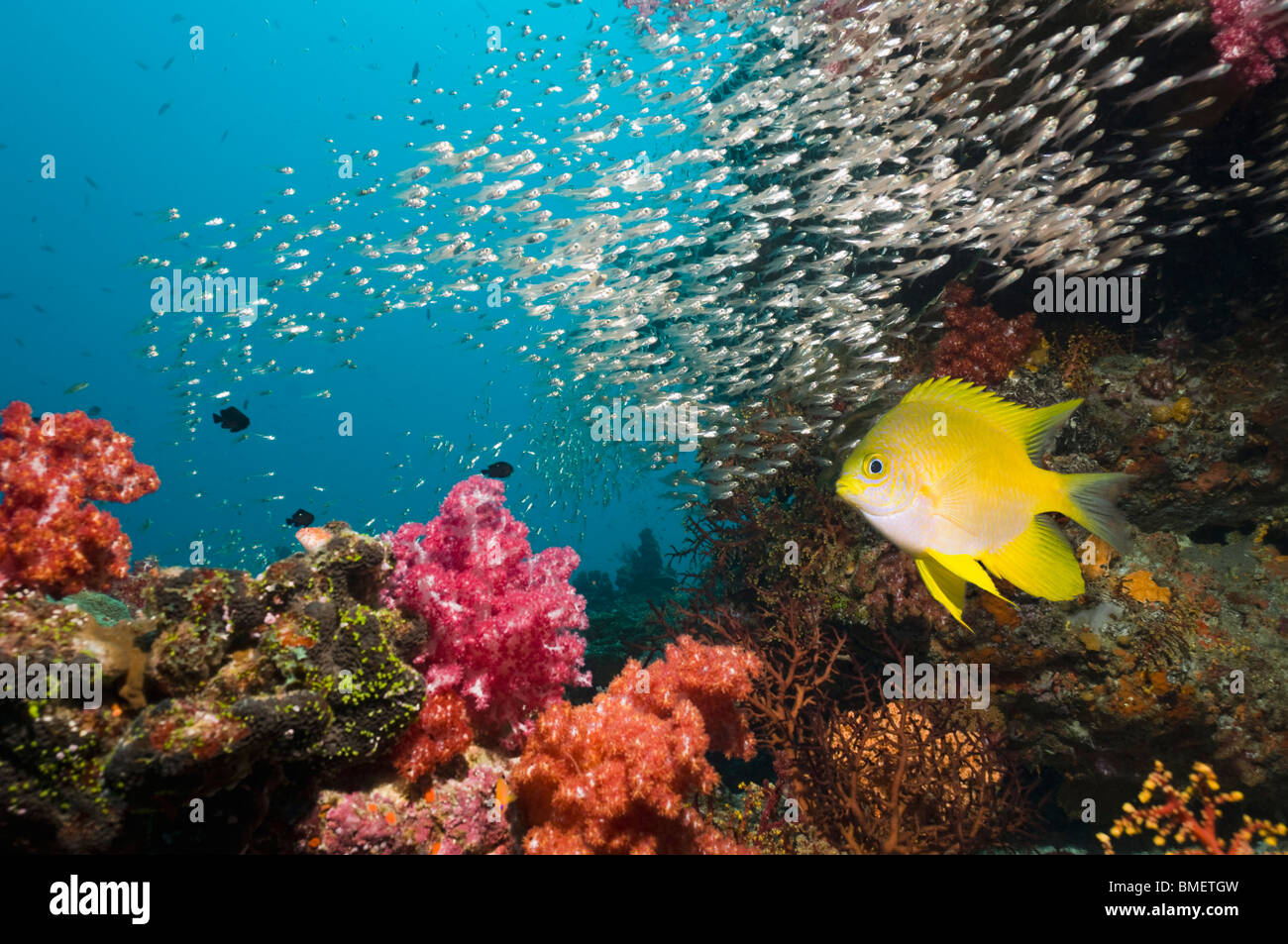 Goldener Riffbarsch über Korallenriff mit Weichkorallen und Kehrmaschinen im Hintergrund.  Andamanensee, Thailand. Stockfoto