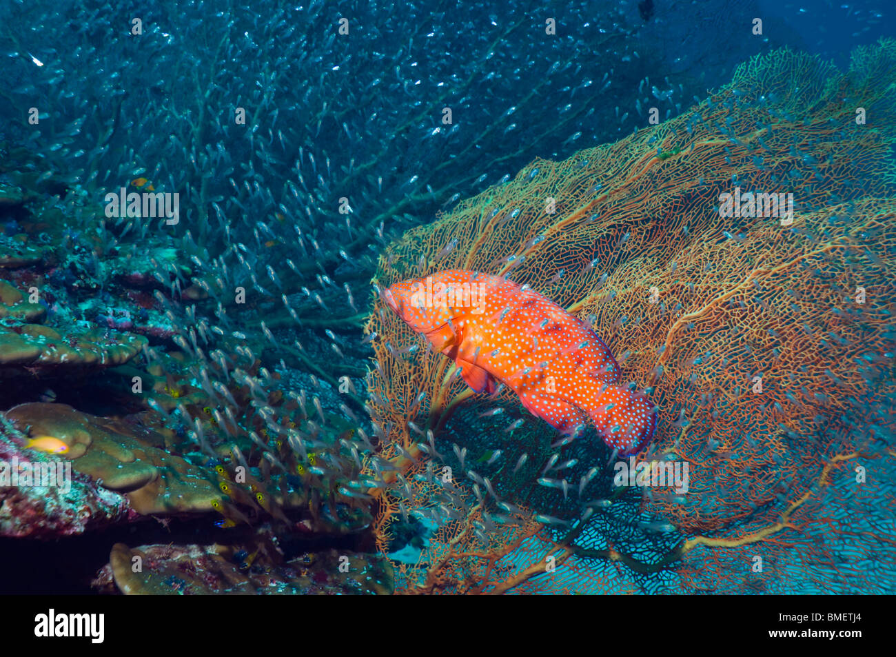 Korallen Hirschkuh mit Gorgonien und Kehrmaschinen und Kardinal Fische am Korallenriff.  Andamanensee, Thailand. Stockfoto