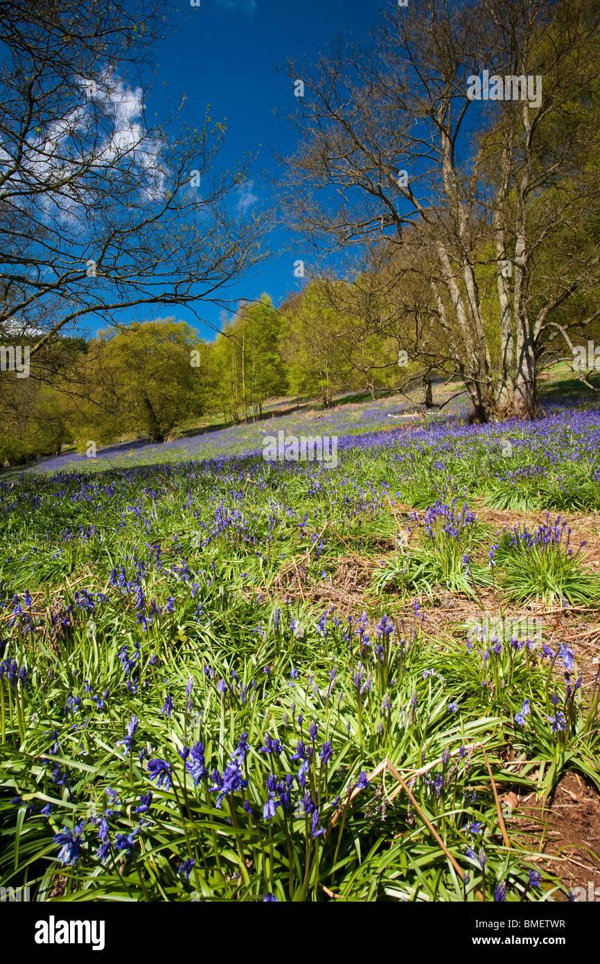 Blaue Glocken in voller Blüte in Riccal Dale, North Yorkshire, England Stockfoto