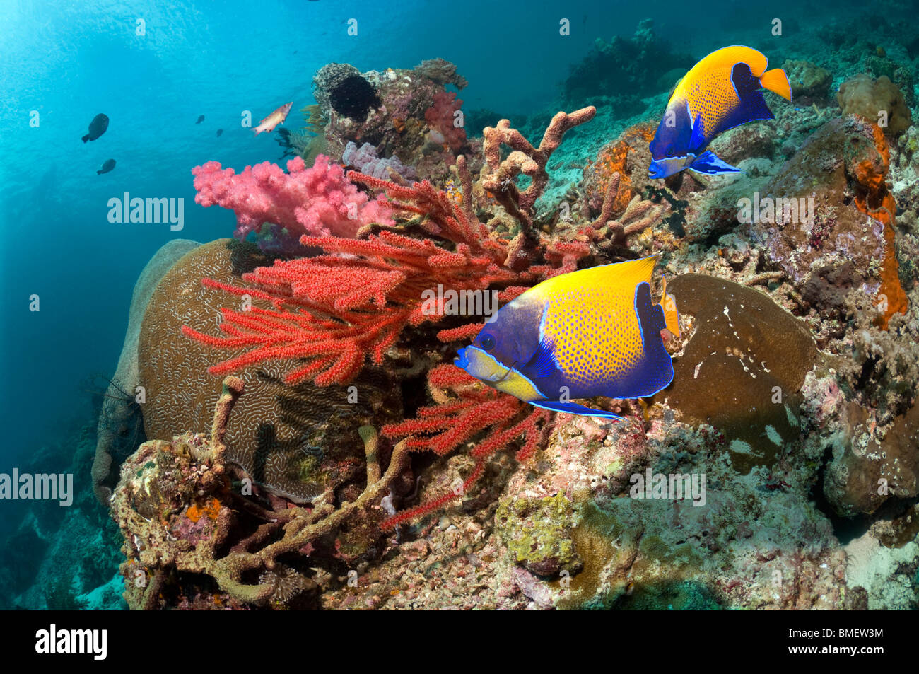 Blau geringelt Kaiserfisch vorbei an Weichkorallen am Riff schwimmen.  Misool, Raja Ampat, West Papua, Indonesien. Stockfoto