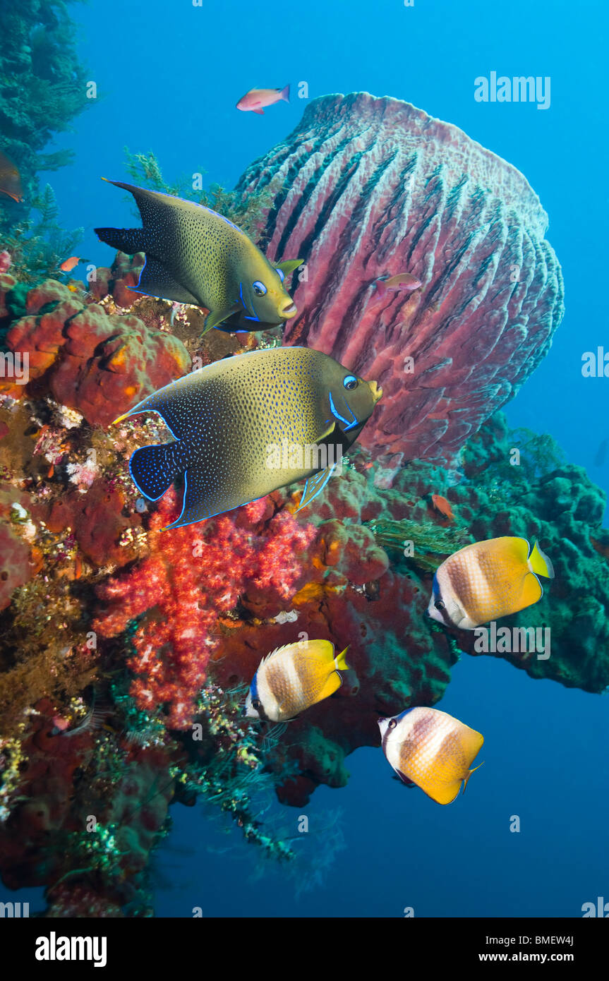 Halbkreis Kaiserfisch und Kleins Butterflyfish mit Barrelsponges wachsen auf Wrack der Liberty.  Bali, Indonesien. Stockfoto