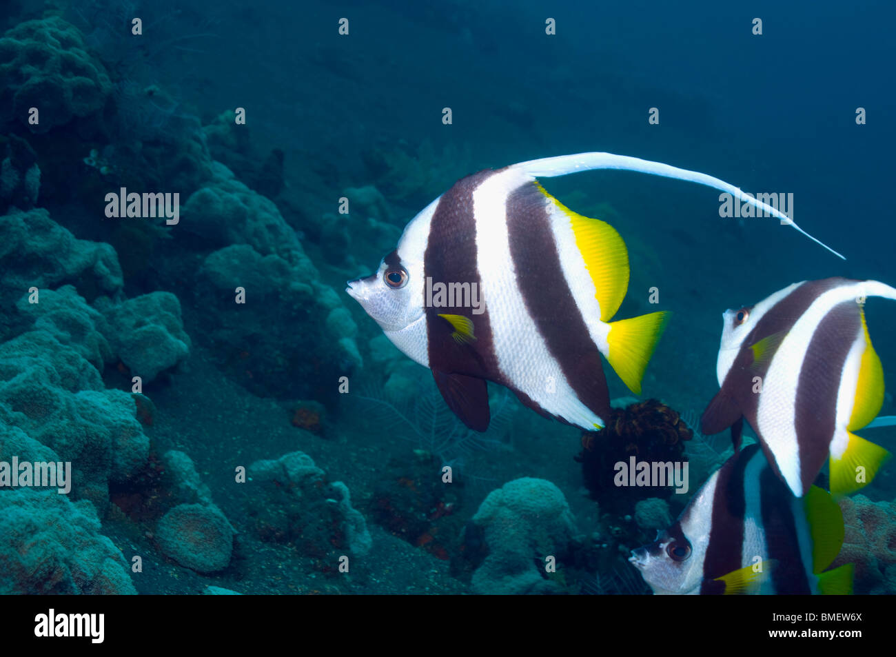 Longfin Bannerfish.  Bali, Indonesien.  Indo-Pazifik. Stockfoto