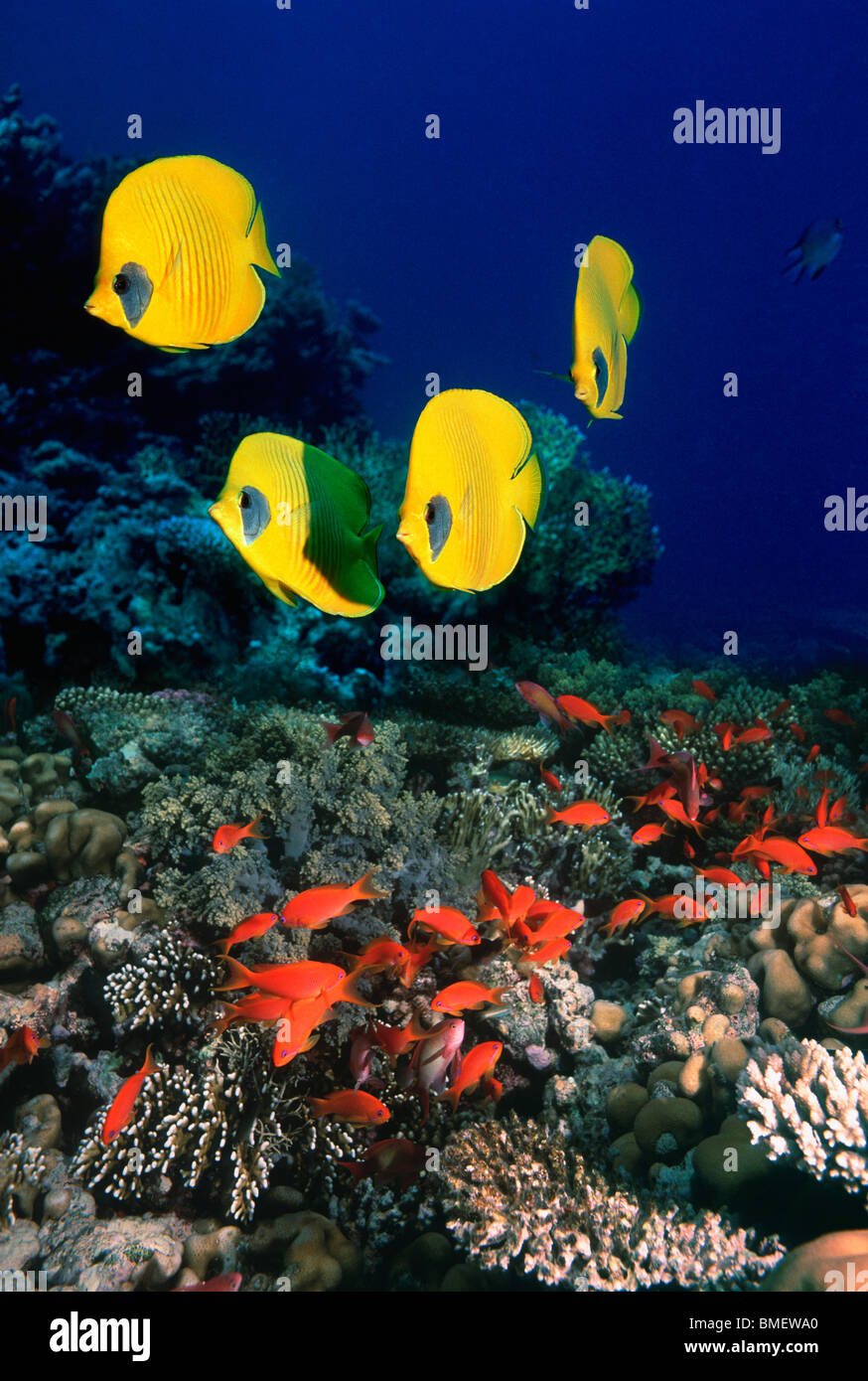 Goldene Butterflyfish mit Lyretail Anthias oder Goldies über Korallenriff.  Ägypten, Rotes Meer. Stockfoto