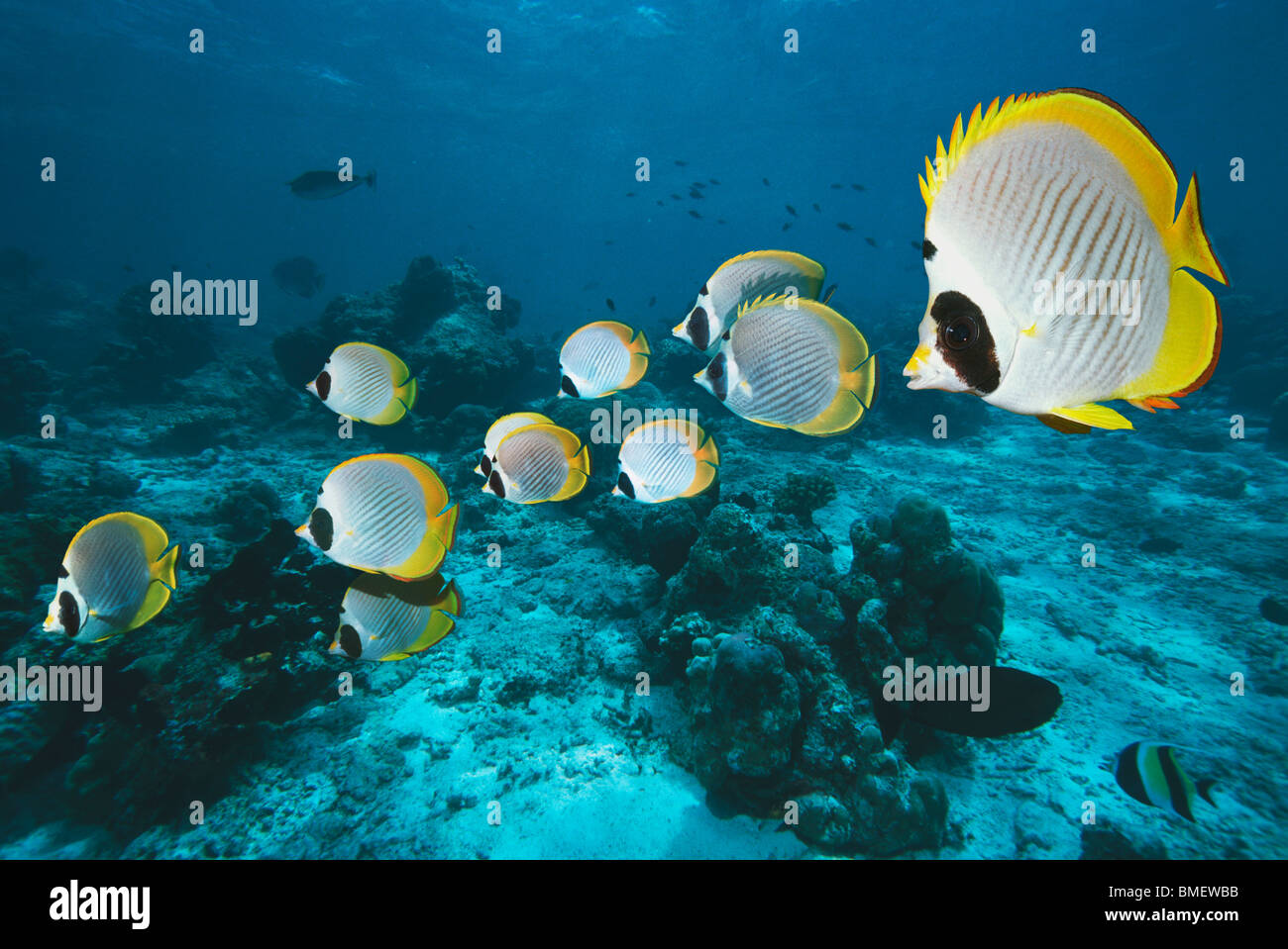 Panda Butterflyfish über Korallenriff.  Andamanensee, Thailand. Stockfoto