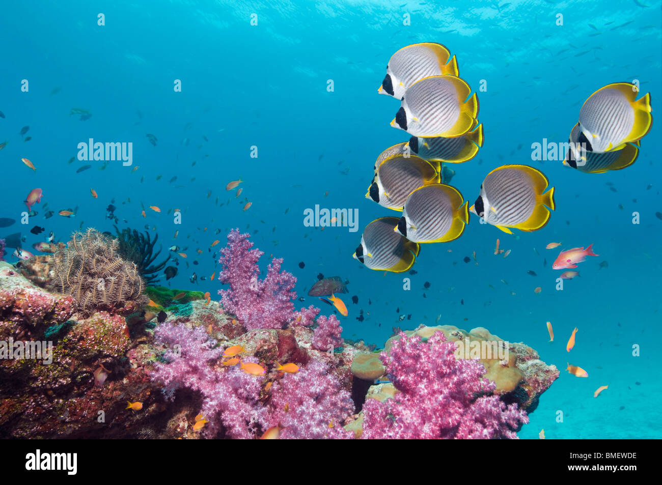 Panda Butterflyfish schwimmen über Weichkorallen am Korallenriff.  Andamanensee, Thailand. Stockfoto