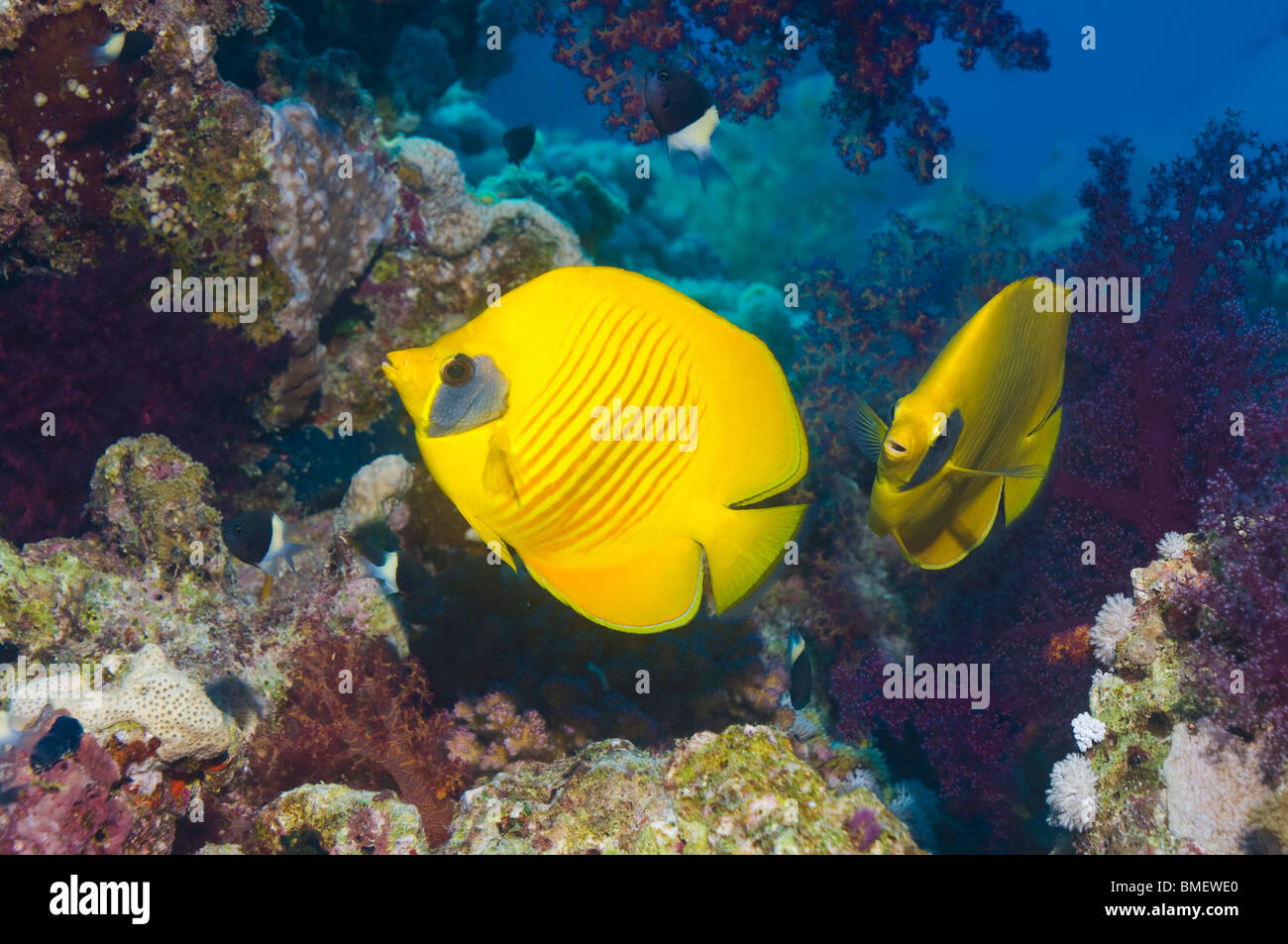 Goldene Butterflyfish auf Korallenriff.  Ägypten, Rotes Meer. Stockfoto