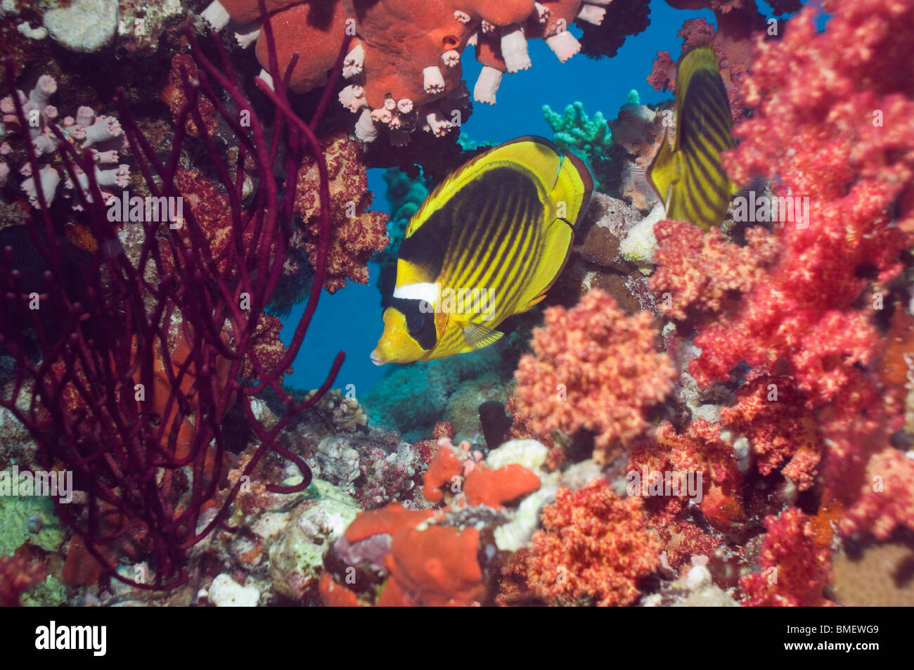 Rotes Meer Racoon Butterflyfish mit Weichkorallen am Riff.  Ägypten, Rotes Meer. Stockfoto