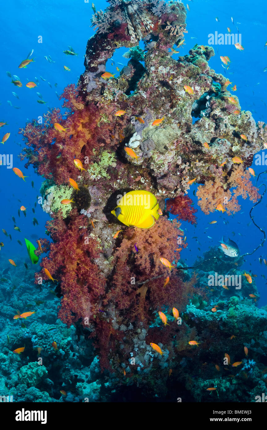 Goldene Butterflyfish mit Weichkorallen am Riff.  Ägypten, Rotes Meer. Stockfoto