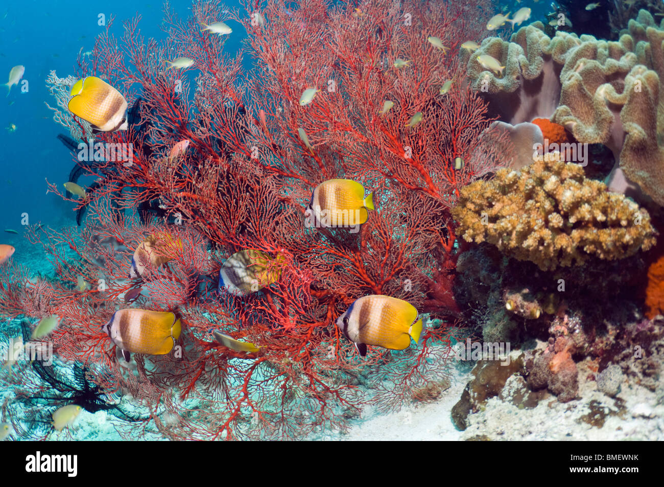 Kleins Butterflyfish Fütterung auf Gorgonien Polypen.  Raja Ampat, West-Papua, Indonesien. Stockfoto