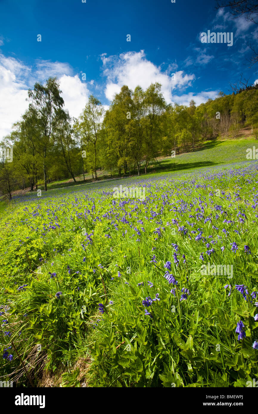 Blaue Glocken in voller Blüte in Riccal Dale, North Yorkshire, England Stockfoto