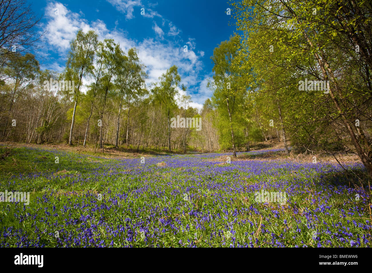 Blaue Glocken in voller Blüte in Riccal Dale, North Yorkshire, England Stockfoto