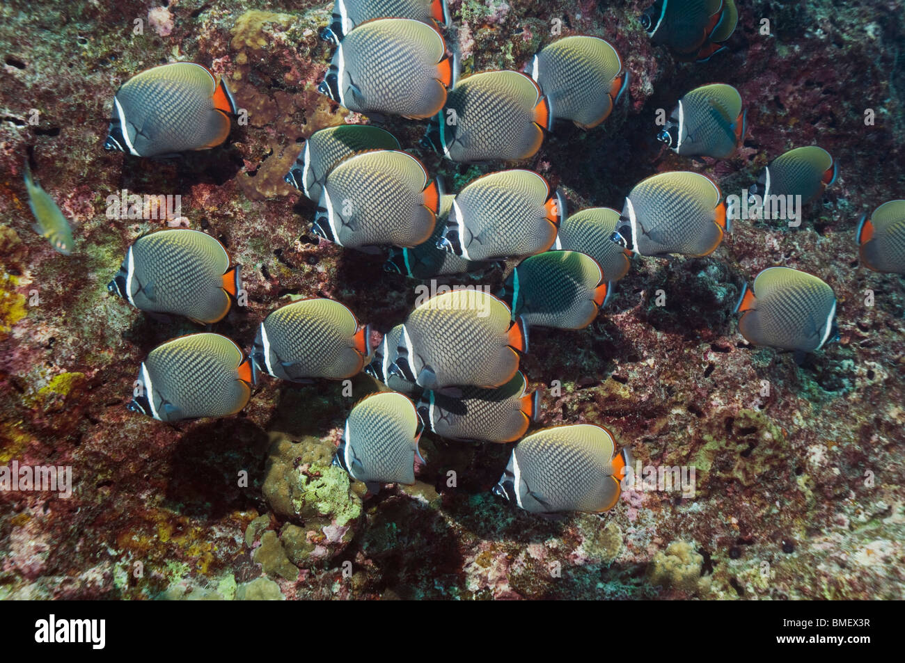 Rotschwanzboa oder Halsband Butterflyfish.  Andamanensee, Thailand. Stockfoto