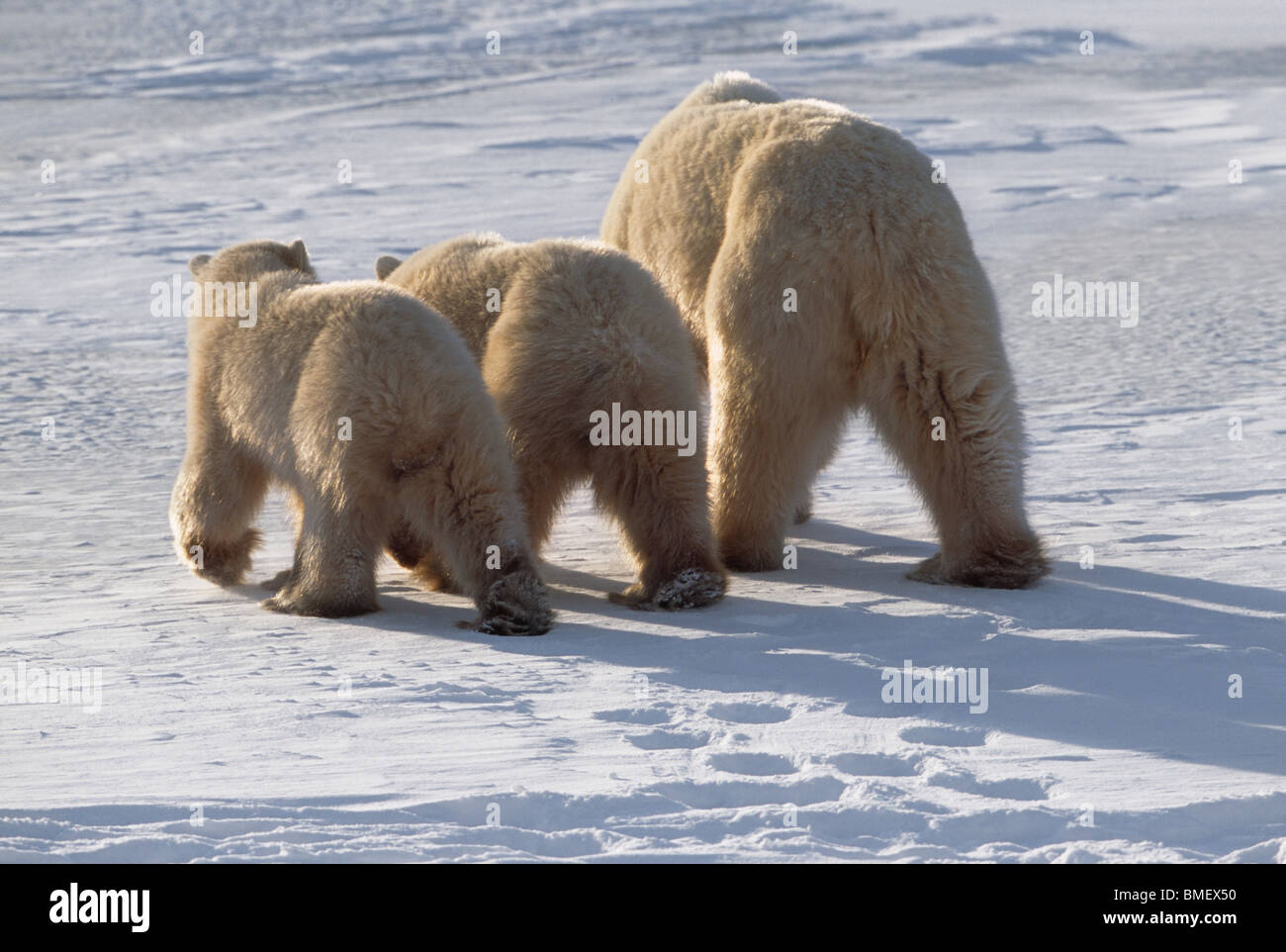 Eisbär-Mutter und zwei jungen von hinten gesehen Cape Churchill, Manitoba, Kanada Stockfoto