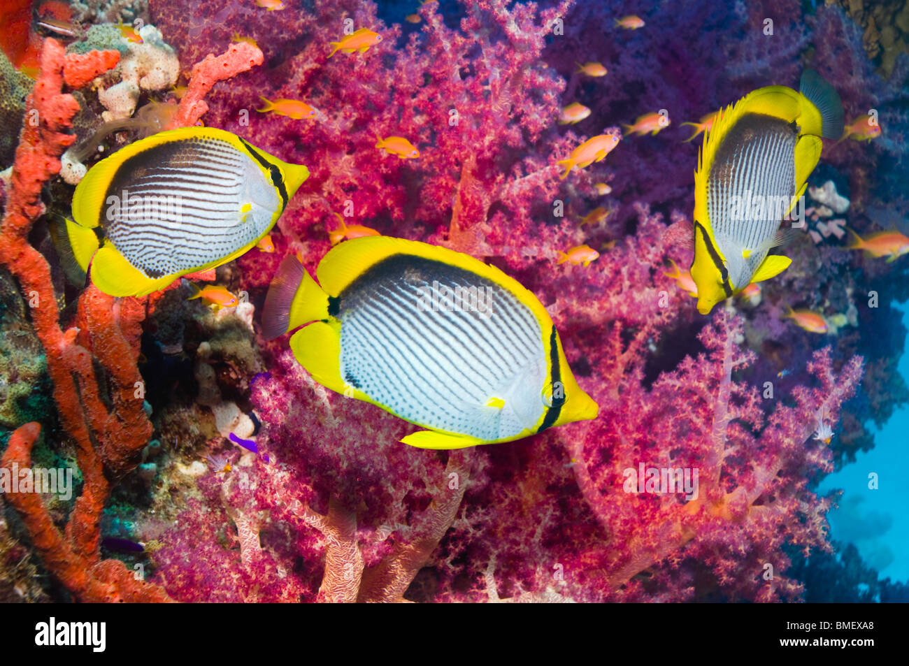 Black-backed Butterflyfish mit Weichkorallen.  Ägypten, Rotes Meer.  Indo-Pazifik. Stockfoto