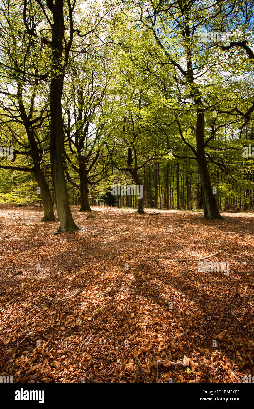 Ost-Moor-Wald nahe Helmsley, North Yorkshire, England Stockfoto