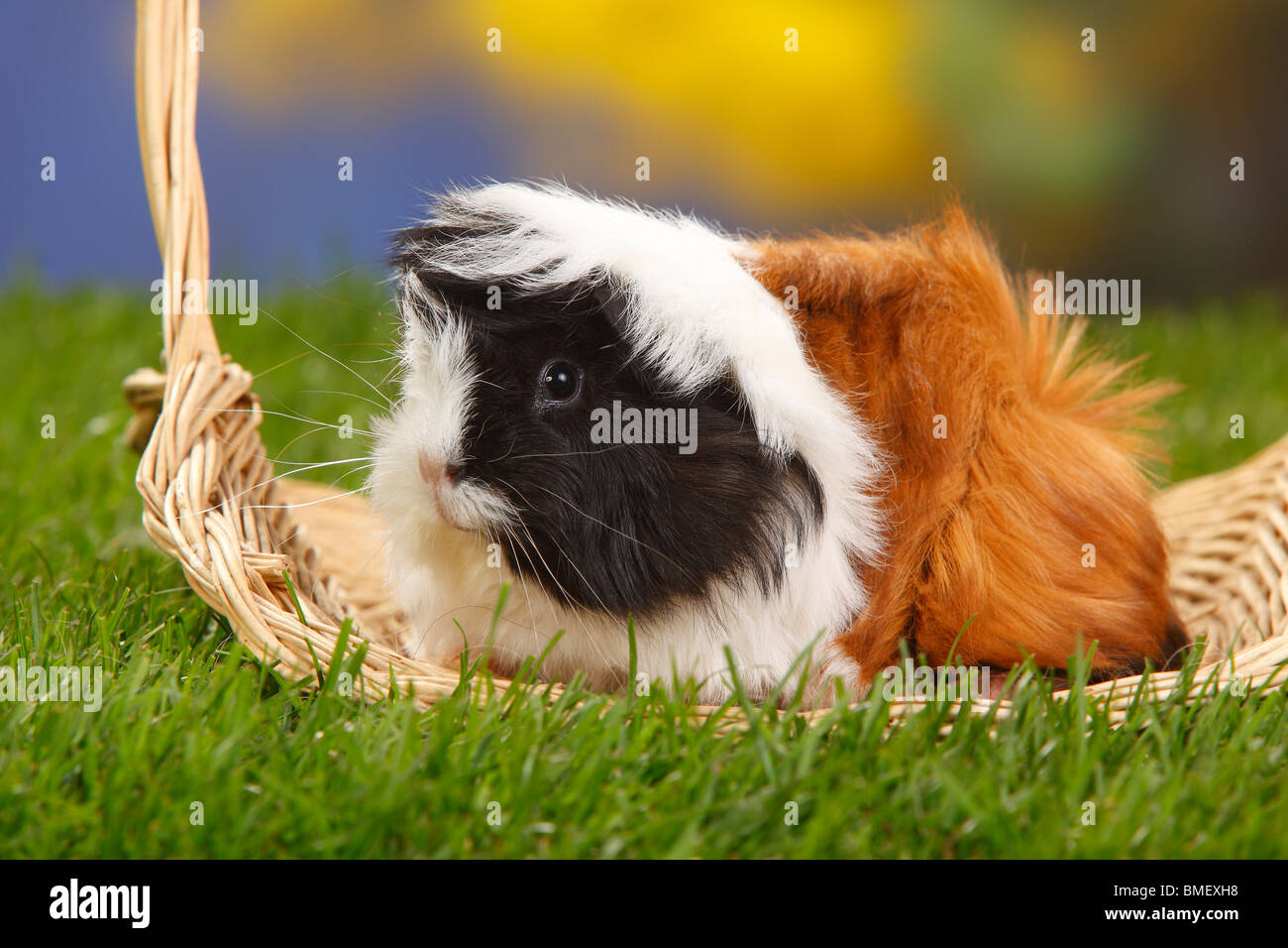 Peruanische Guinea Pig, Schildpatt-weiß Stockfoto