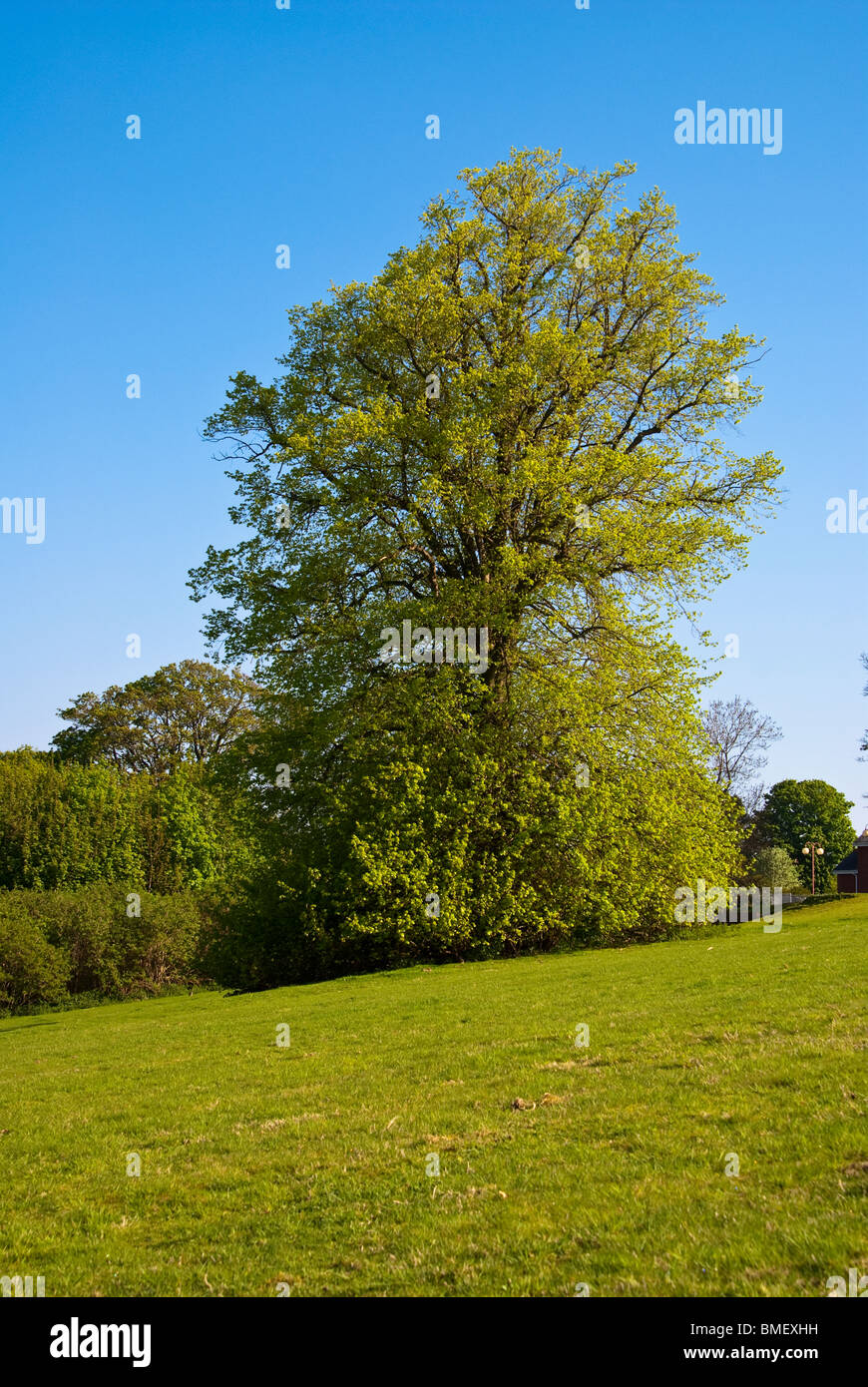 Kleinen großblättrige Linde Stockfoto